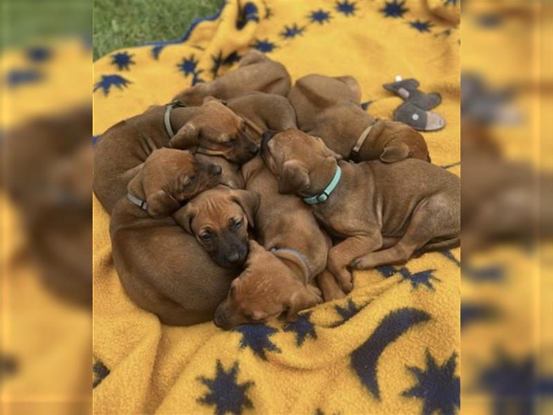 Reinrassige Rhodesian Ridgebackwelpen suchen ein liebevolles zu Hause