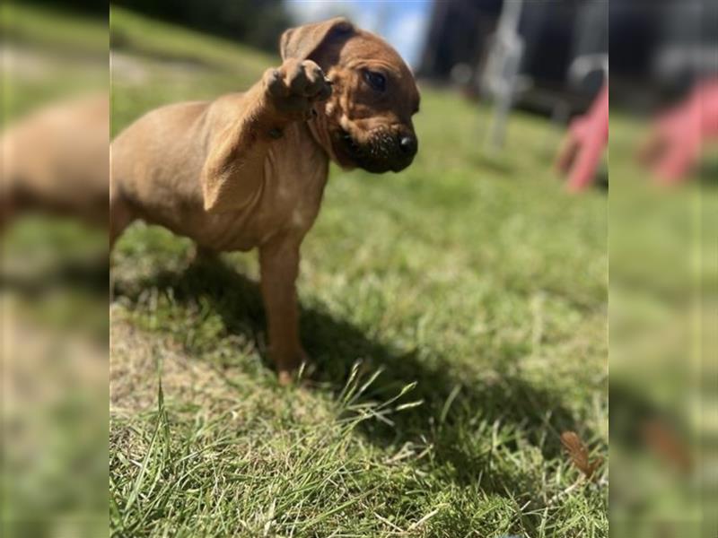 Reinrassige Rhodesian Ridgebackwelpen suchen ein liebevolles zu Hause