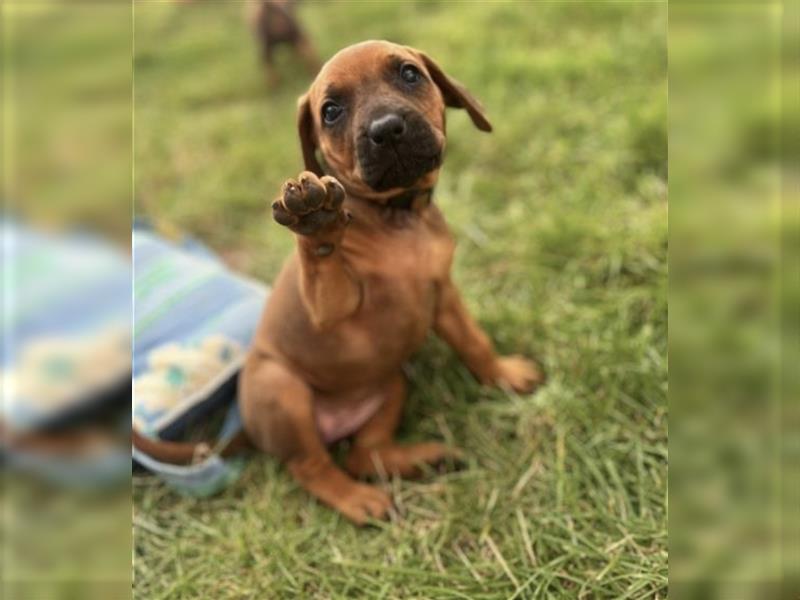 Reinrassige Rhodesian Ridgebackwelpen suchen ein liebevolles zu Hause