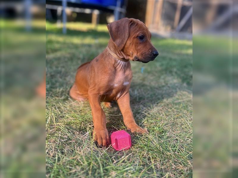 Reinrassige Rhodesian Ridgebackwelpen suchen ein liebevolles zu Hause