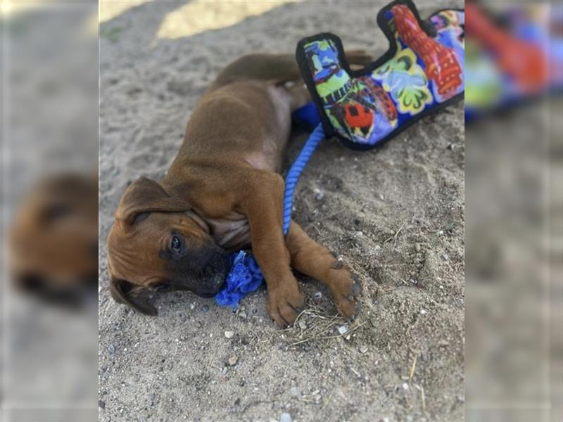 Reinrassige Rhodesian Ridgebackwelpen suchen ein liebevolles zu Hause