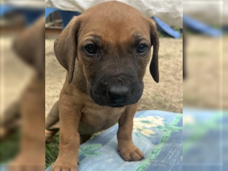 Reinrassige Rhodesian Ridgebackwelpen suchen ein liebevolles zu Hause