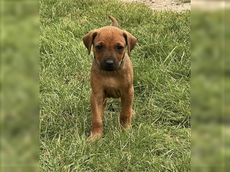 Reinrassige Rhodesian Ridgebackwelpen suchen ein liebevolles zu Hause