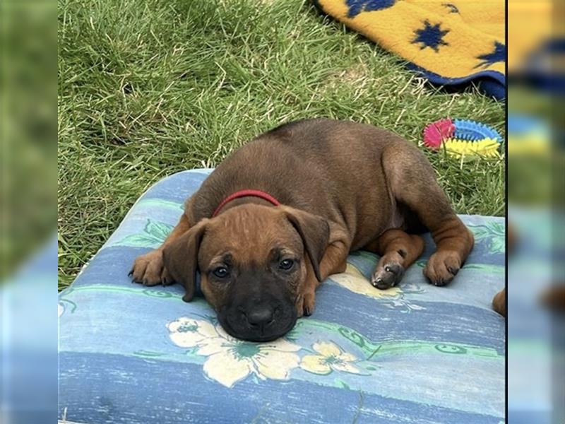 Reinrassige Rhodesian Ridgebackwelpen suchen ein liebevolles zu Hause