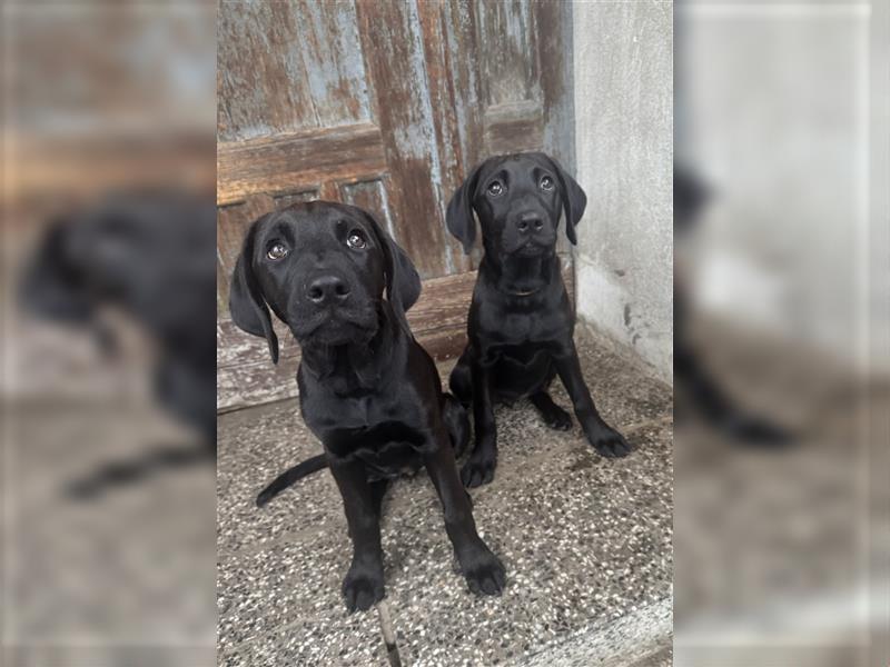 2 Hündinnen Labrador Rhodesian Ridgeback Welpen Sonderfarbe seal kinderlieb abgabebereit