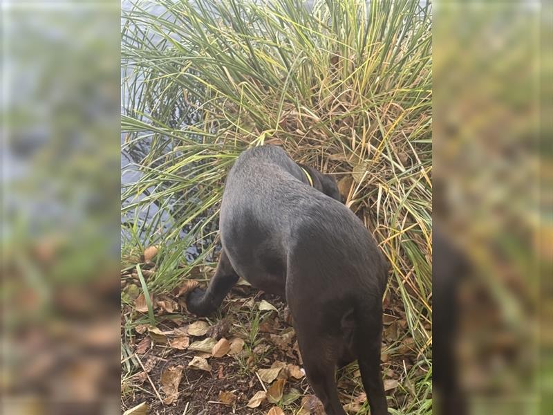 2 Hündinnen Labrador Rhodesian Ridgeback Welpen Sonderfarbe seal kinderlieb abgabebereit