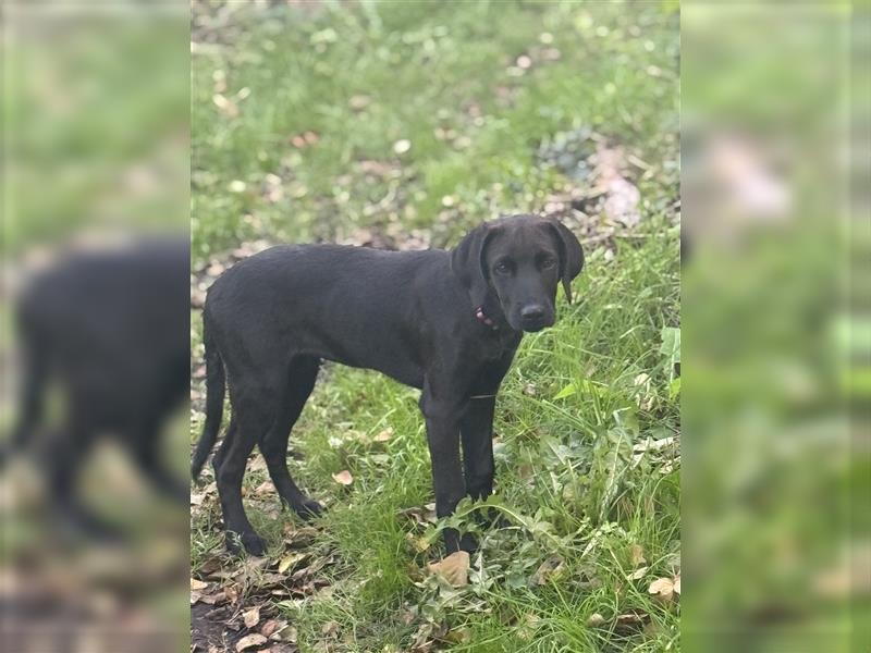 2 Hündinnen Labrador Rhodesian Ridgeback Welpen Sonderfarbe seal kinderlieb abgabebereit