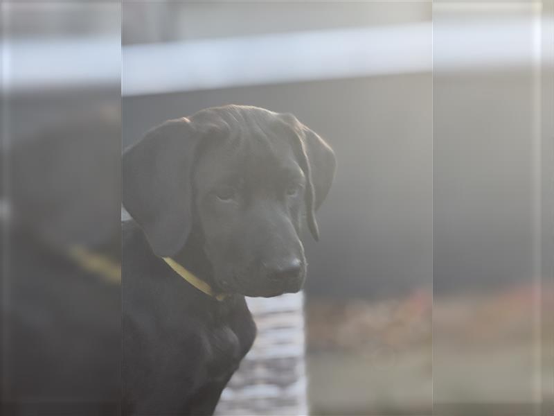 2 Hündinnen Labrador Rhodesian Ridgeback Welpen Sonderfarbe seal kinderlieb abgabebereit