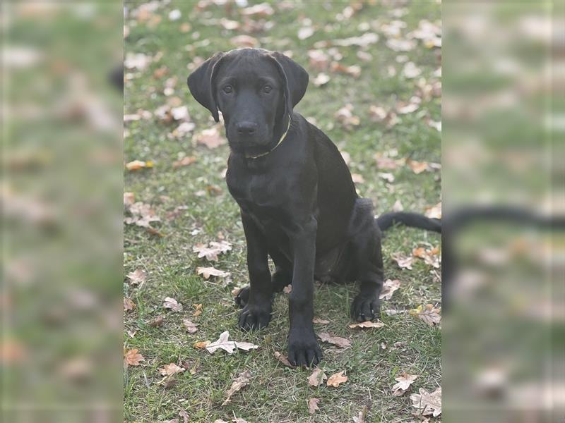 2 Hündinnen Labrador Rhodesian Ridgeback Welpen Sonderfarbe seal kinderlieb abgabebereit