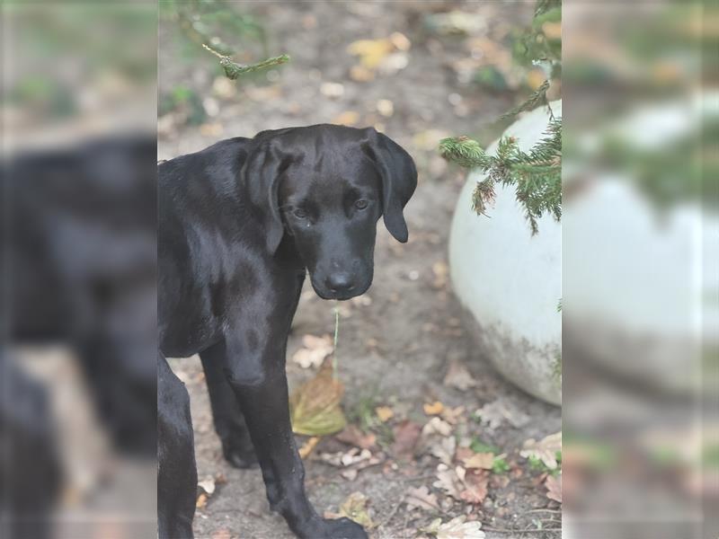 2 Hündinnen Labrador Rhodesian Ridgeback Welpen Sonderfarbe seal kinderlieb abgabebereit