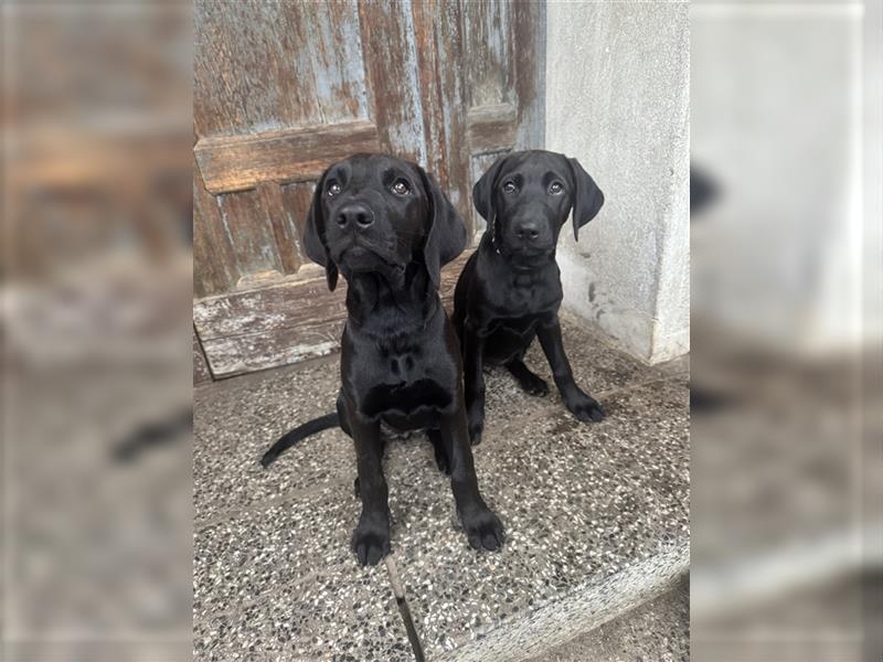 2 Hündinnen Labrador Rhodesian Ridgeback Welpen Sonderfarbe seal kinderlieb abgabebereit