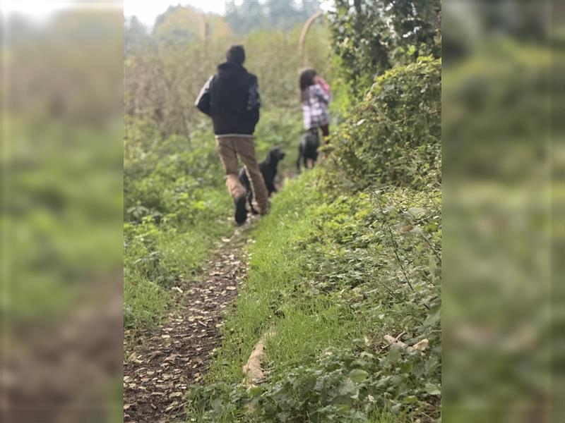 2 Hündinnen Labrador Rhodesian Ridgeback Welpen Sonderfarbe seal kinderlieb abgabebereit