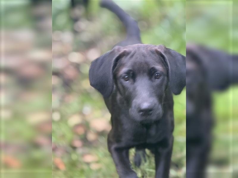 2 Hündinnen Labrador Rhodesian Ridgeback Welpen Sonderfarbe seal kinderlieb abgabebereit