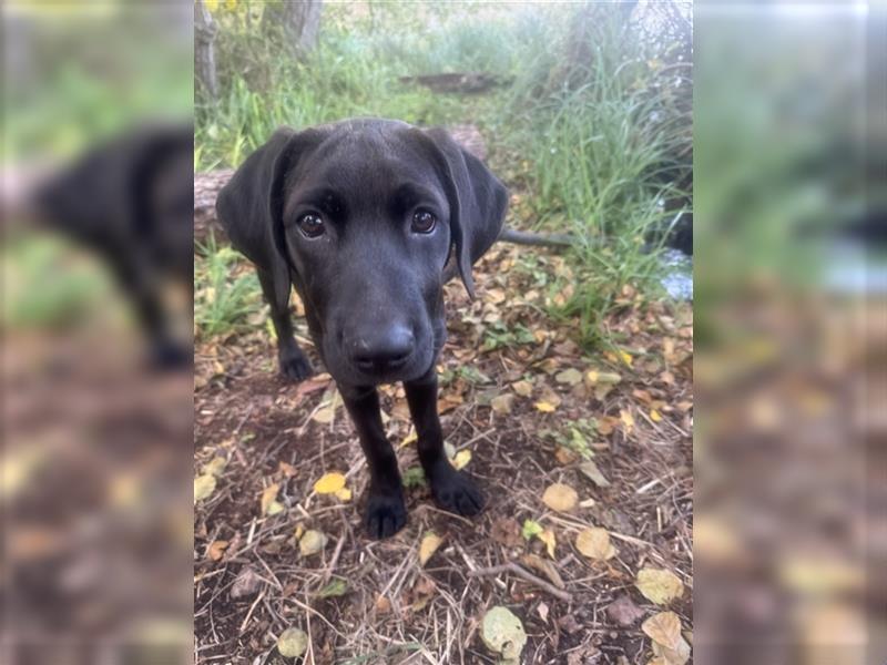 2 Hündinnen Labrador Rhodesian Ridgeback Welpen Sonderfarbe seal kinderlieb abgabebereit