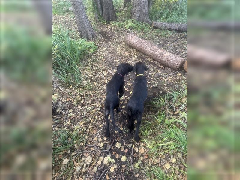 2 Hündinnen Labrador Rhodesian Ridgeback Welpen Sonderfarbe seal kinderlieb abgabebereit