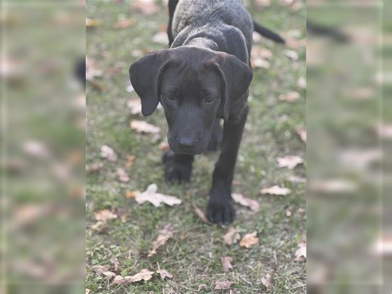 Frau Pink Labrador Rhodesian Ridgeback Mix Hündin abgabebereit