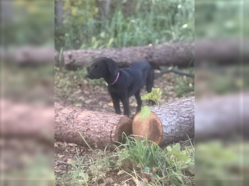 Frau Pink Labrador Rhodesian Ridgeback Mix Hündin abgabebereit