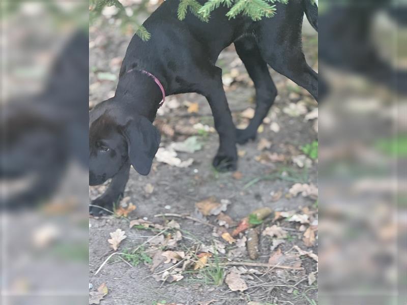 Frau Pink Labrador Rhodesian Ridgeback Mix Hündin abgabebereit