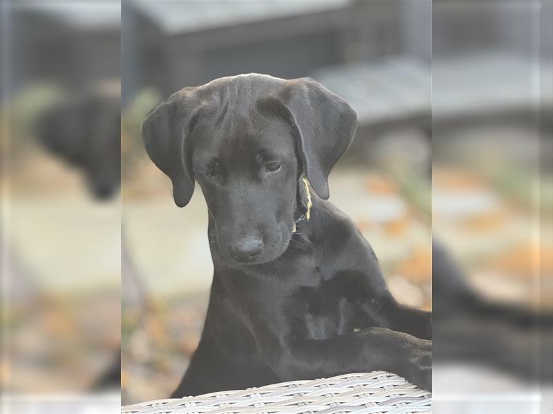 Labrador Rhodesian Ridgeback Hündin kinderlieb abgabebereit