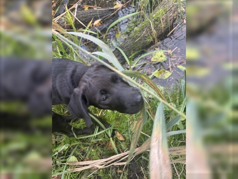 Labrador Rhodesian Ridgeback Hündin kinderlieb abgabebereit