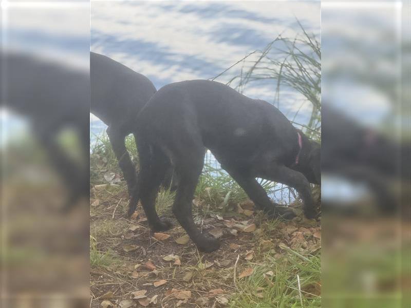 Labrador Rhodesian Ridgeback Hündin kinderlieb abgabebereit