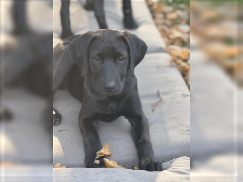 Labrador Rhodesian Ridgeback Hündin kinderlieb abgabebereit