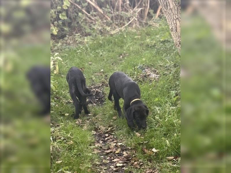 Labrador Rhodesian Ridgeback Hündin kinderlieb abgabebereit