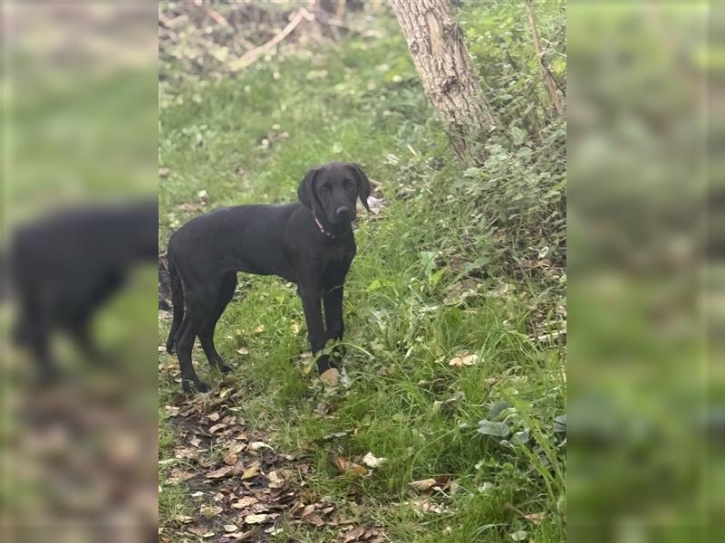 Labrador Rhodesian Ridgeback Hündin kinderlieb abgabebereit