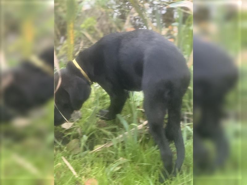 Labrador Rhodesian Ridgeback Hündin kinderlieb abgabebereit