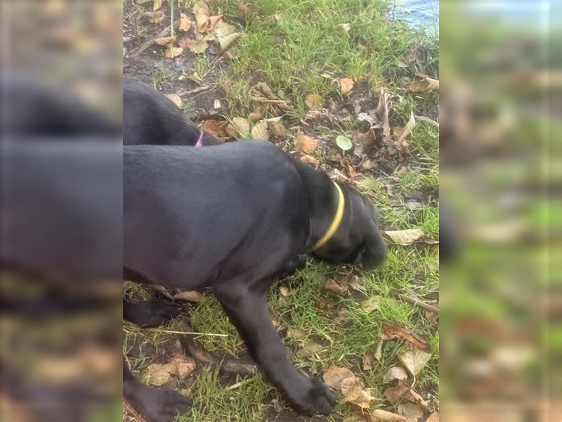 Labrador Rhodesian Ridgeback Hündin kinderlieb abgabebereit