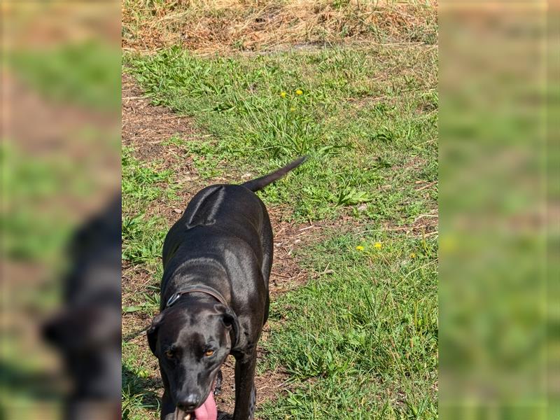 Rhodesian Ridgeback - Weimaraner