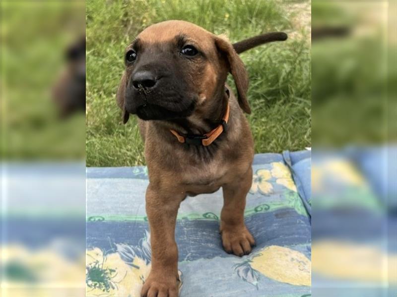 Reinrassige Rhodesian Ridgebackwelpen suchen ein liebevolles zu Hause