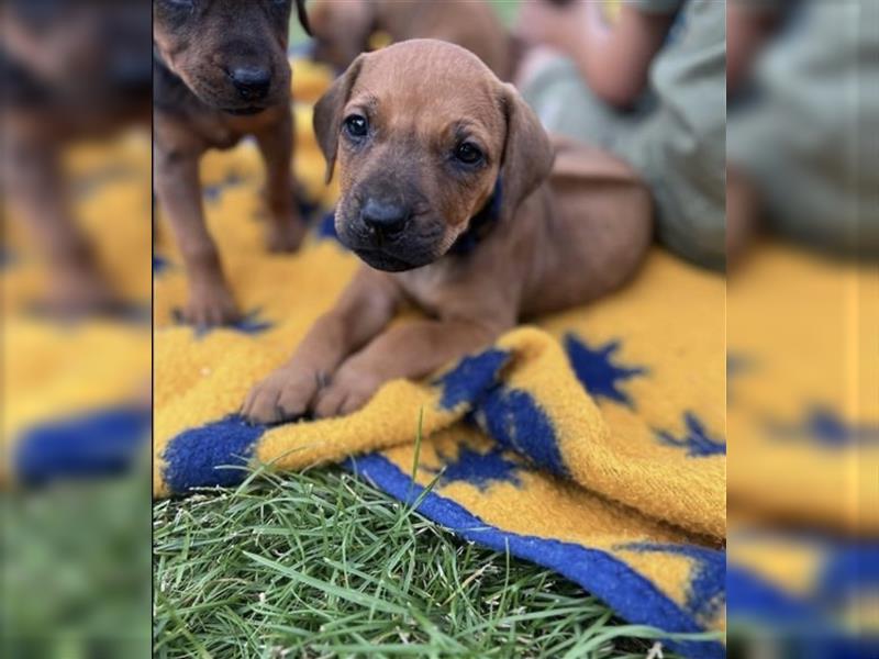 Reinrassige Rhodesian Ridgebackwelpen suchen ein liebevolles zu Hause