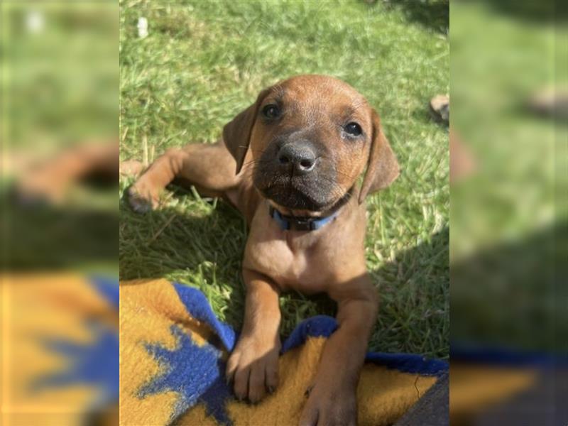 Reinrassige Rhodesian Ridgebackwelpen suchen ein liebevolles zu Hause