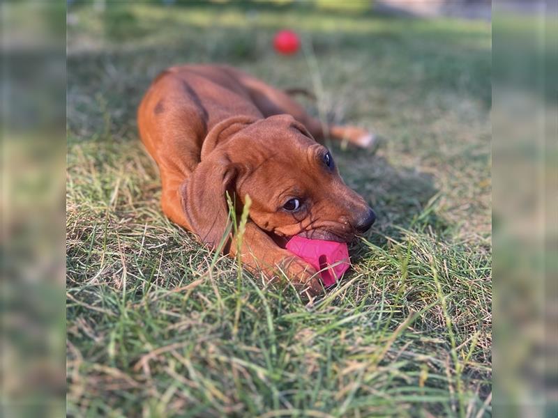 Reinrassige Rhodesian Ridgebackwelpen suchen ein liebevolles zu Hause