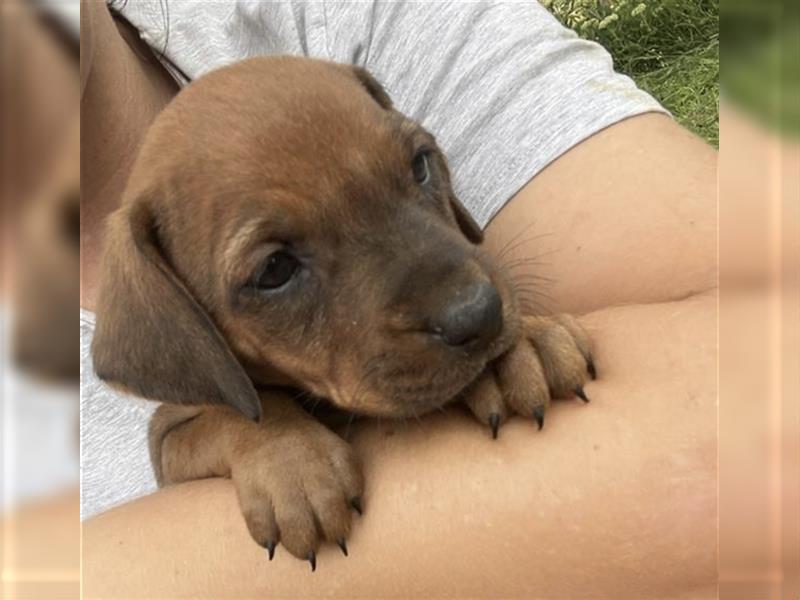 Reinrassige Rhodesian Ridgebackwelpen suchen ein liebevolles zu Hause