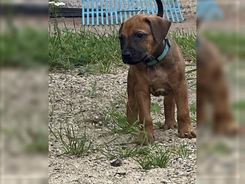 Reinrassige Rhodesian Ridgebackwelpen suchen ein liebevolles zu Hause