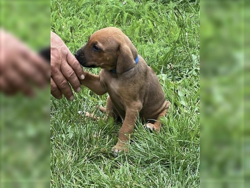 Reinrassige Rhodesian Ridgebackwelpen suchen ein liebevolles zu Hause