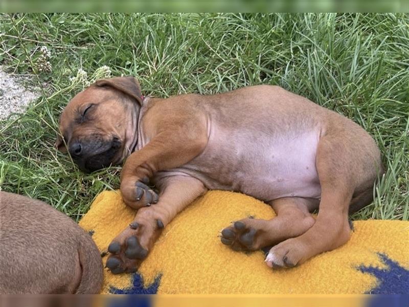 Reinrassige Rhodesian Ridgebackwelpen suchen ein liebevolles zu Hause