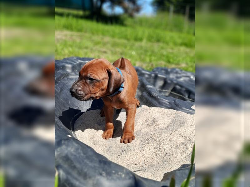 Rhodesian Ridgeback Welpe ohne Streifen - weiblich