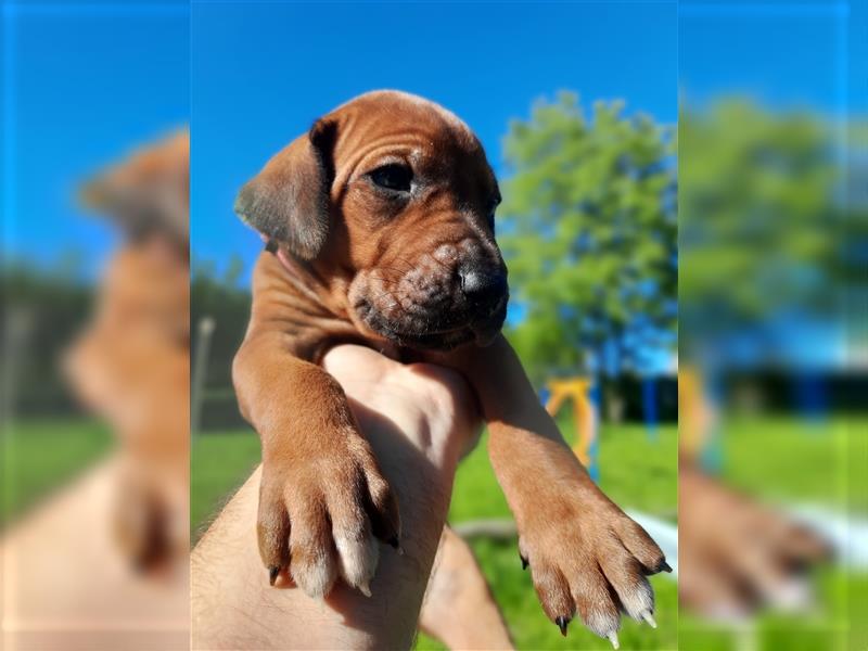 Rhodesian Ridgeback Welpe ohne Streifen - weiblich