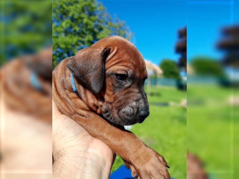 Rhodesian Ridgeback Welpe ohne Streifen - weiblich