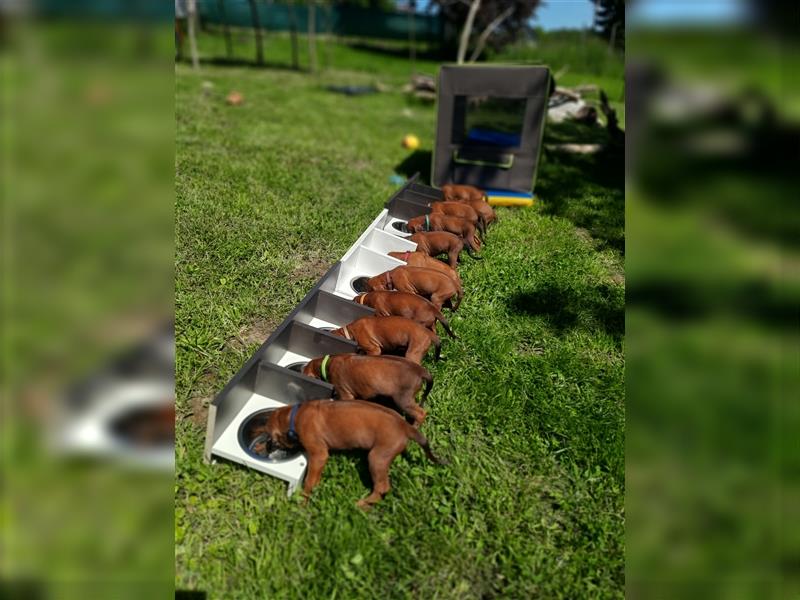 Rhodesian Ridgeback Welpe ohne Streifen - weiblich