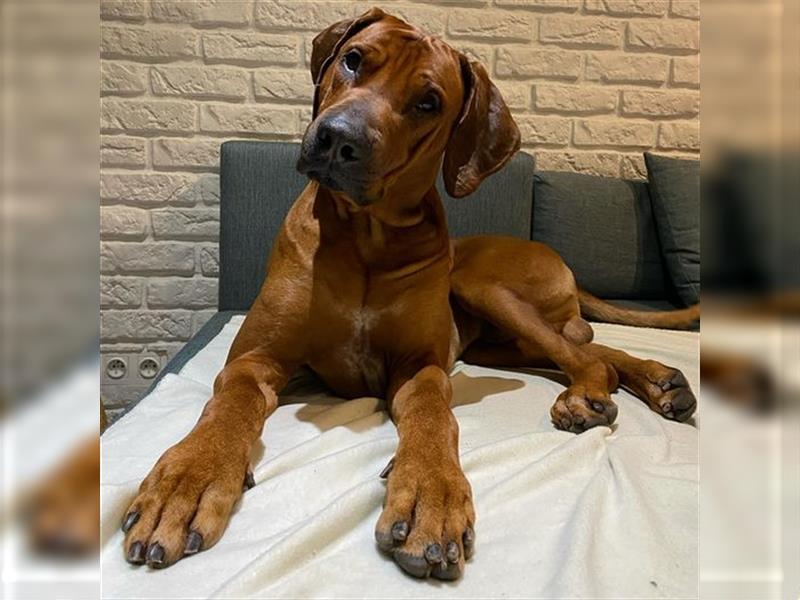 Rhodesian Ridgeback Welpe ohne Streifen - weiblich