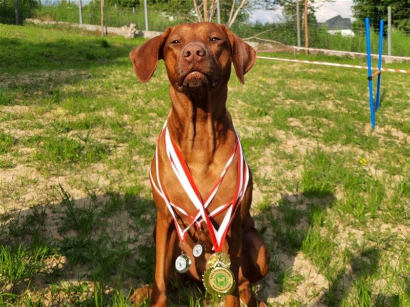 Rhodesian Ridgeback – Weibchen ohne Streifen