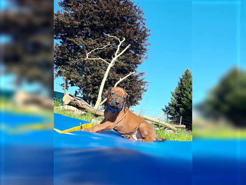 Rhodesian Ridgeback – Weibchen ohne Streifen