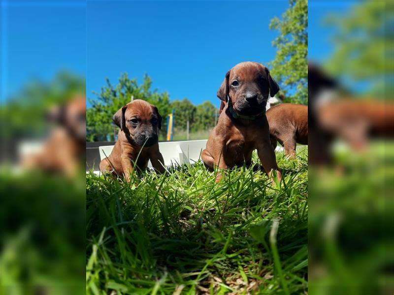 Rhodesian Ridgeback – Weibchen ohne Streifen