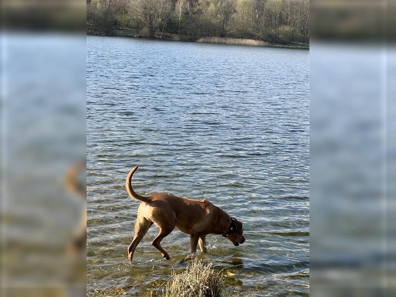 7 jährige Rhodesien ridgback mischling