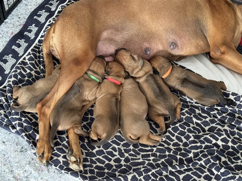 Rhodesien Ridgeback Welpen mit Papieren