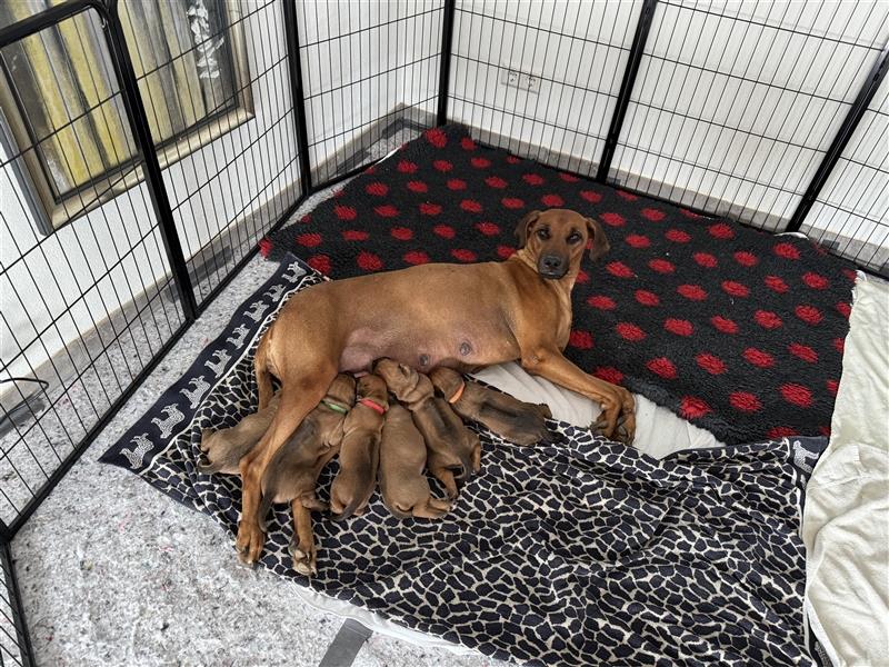 Rhodesien Ridgeback Welpen mit Papieren